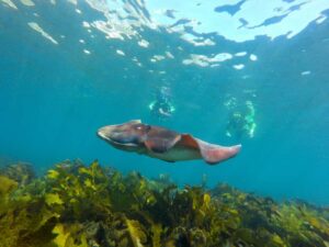 Sydney: Manly and Shelly Beach Snorkeling Tour - What you get: wetsuit, mask, and the kind of prep that prevents panic