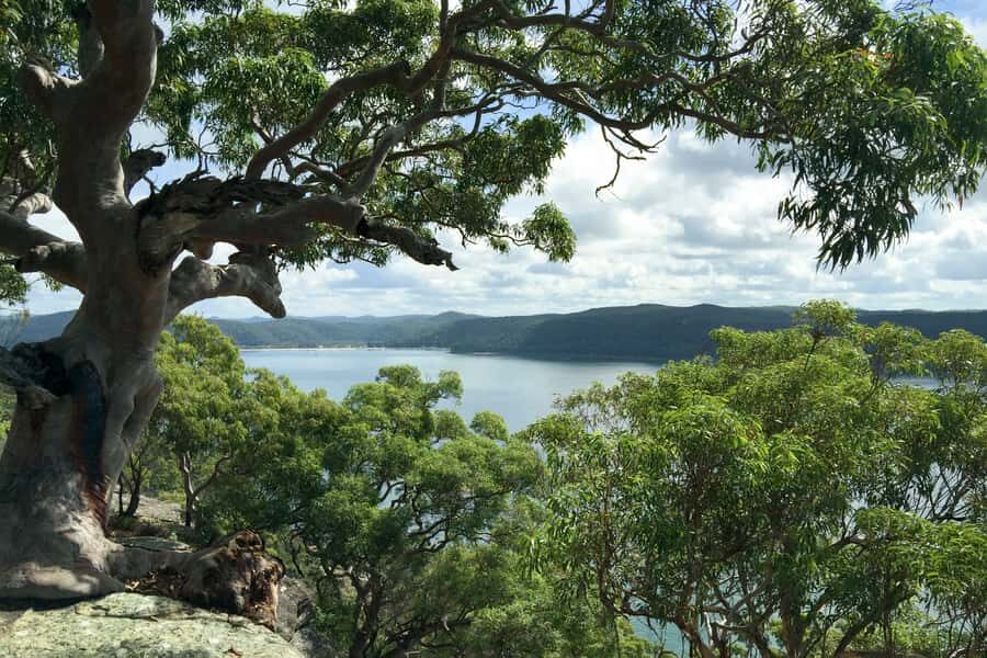 Sydney: Northern Beaches and Ku-ring-gai National Park Tour - Ku-ring-gai Chase: rock engravings and a Sydney Harbour view from the bush