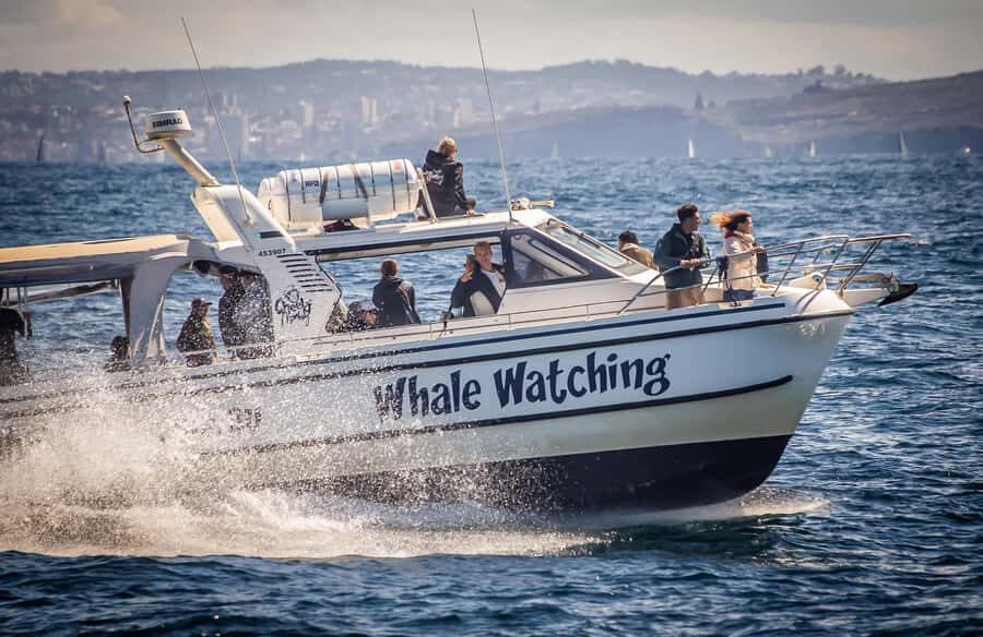 Sydney: Ocean Whale Watching Experience - Key things worth knowing before you go