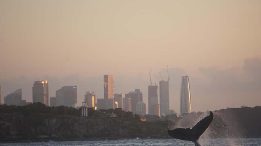 Sydney: Ocean Whale Watching Experience - Who Should Book Whale Tales for Sydney Humpback Whales