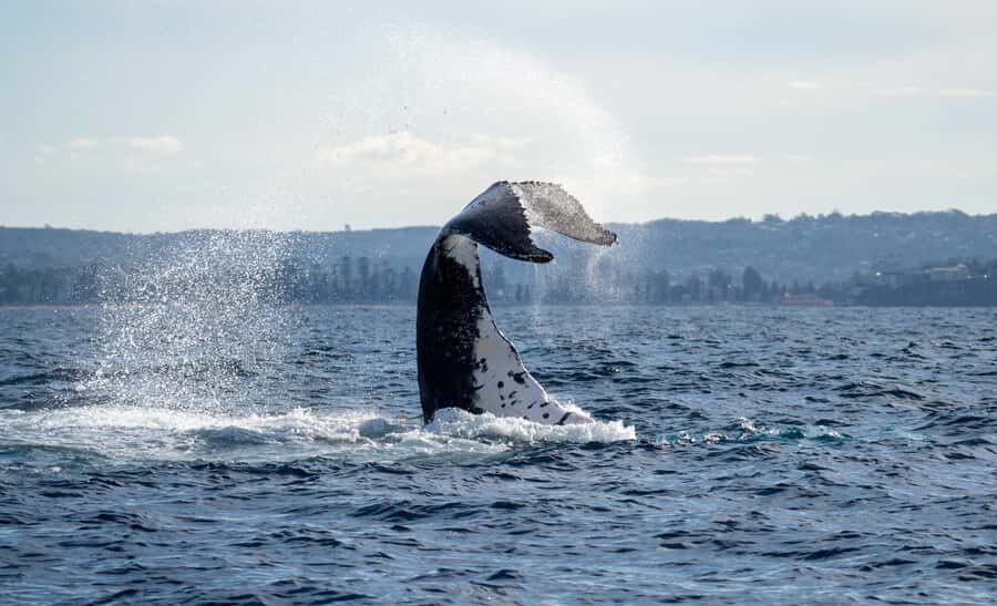 Sydney: Ocean Whale Watching Experience - Ocean Close-Up: How the Small-Group Boat Improves Your Whale-Watching Odds