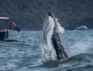 Sydney: Ocean Whale Watching Experience - Price and Time: Is $98 Worth a 150-Minute Sydney Humpback Trip?
