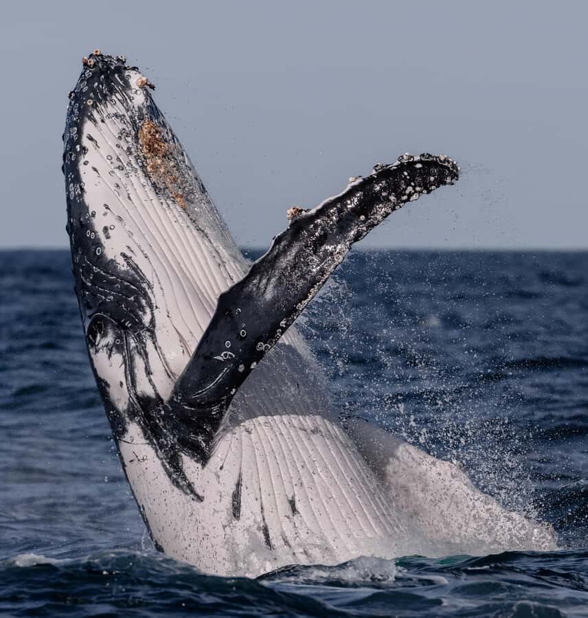 Sydney: Ocean Whale Watching Experience - From Safety Briefing to Open-Ocean Winter Migration Watching