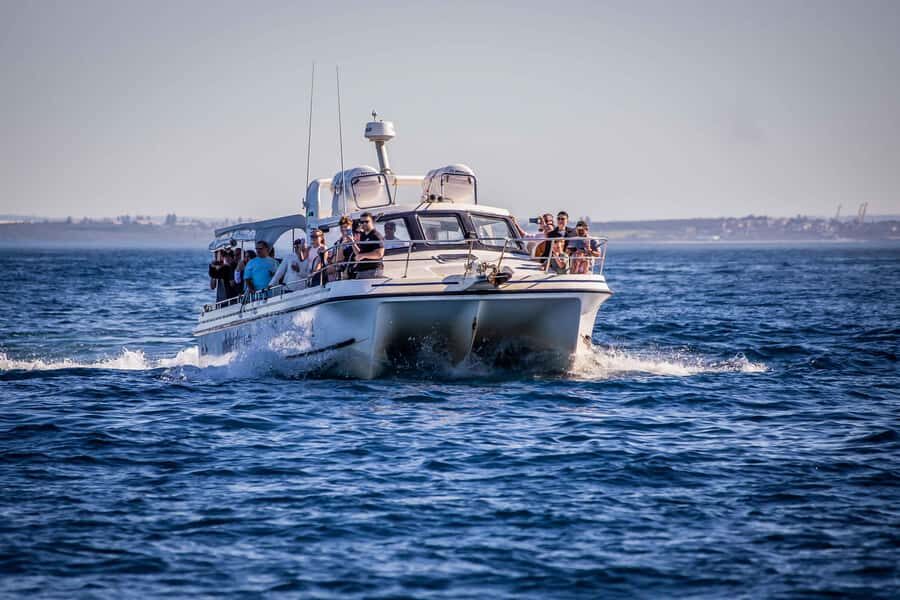 Sydney: Ocean Whale Watching Experience - Two Hours of Whale Spotting: What You May See and How to Watch