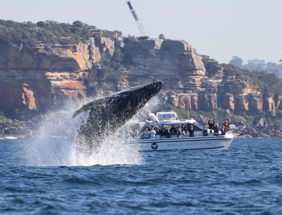 Sydney: Ocean Whale Watching Experience - Marine-Biologist Style Commentary and the Photo Advantage