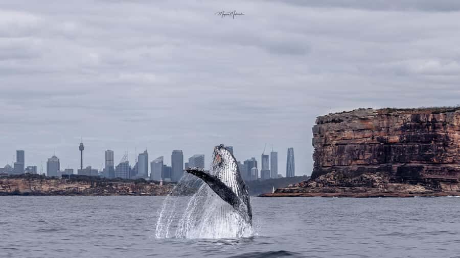 Sydney: Ocean Whale Watching Experience - What to Bring for Cold Spray and Choppy Water