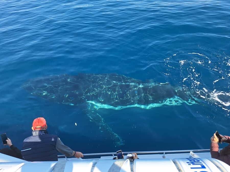 Sydney: Ocean Whale Watching Experience - Whale Sighting Guarantee: How Risky Is This Plan?