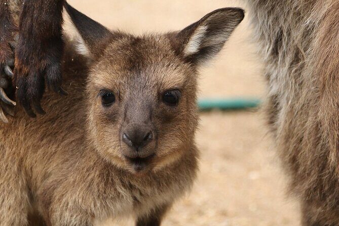 Sydney Opera House and Aussie Animals Private Tour - Why this combo tour works in Sydney