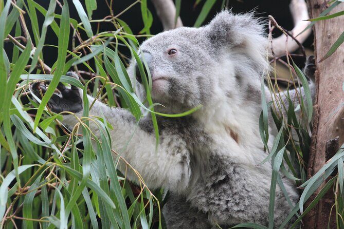 Sydney Opera House and Aussie Animals Private Tour - Featherdale Wildlife Park: real wildlife time, not a drive-by