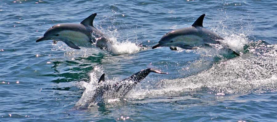 Sydney: Port Stephens Dolphin Cruise & Sandboarding Day Trip - Who this tour fits best (and who should think twice)