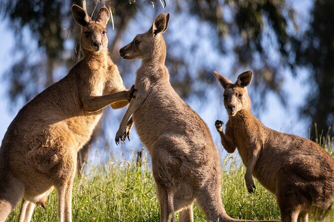 Sydney: PRIVATE Blue Mountains, Wildlife & Cruise Luxe Tour (10h) - Starting at 7:30: Pickup, Wi‑Fi, and a Softer Morning