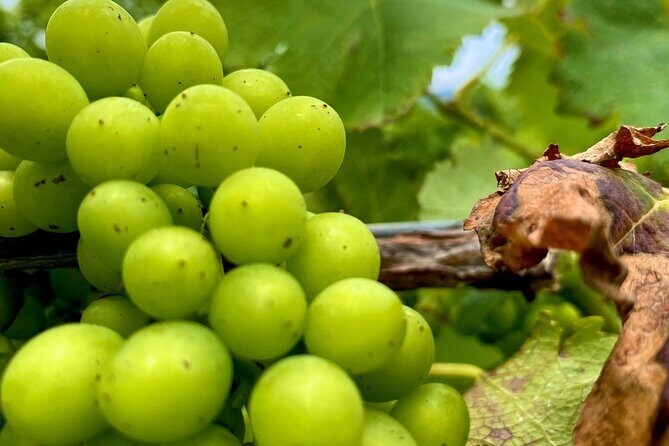 Sydney: PRIVATE Hunter Valley Wine Tasting Luxe Tour (10h) - Leaving Sydney at 7:30am: the day feels easier when you’re not driving