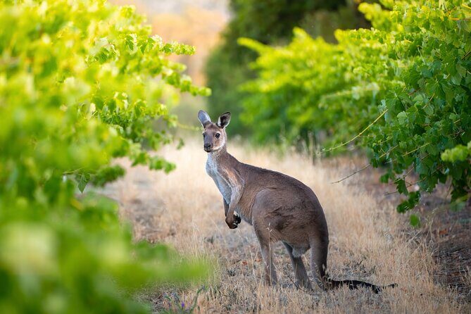 Sydney: PRIVATE Hunter Valley Wine Tasting Luxe Tour (10h) - Two more boutique cellars: comparing varietals shaped by Hunter soils