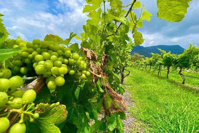 Sydney: PRIVATE Hunter Valley Wine Tasting Luxe Tour (10h) - Comfort and pacing: why a private day feels calmer than a group bus