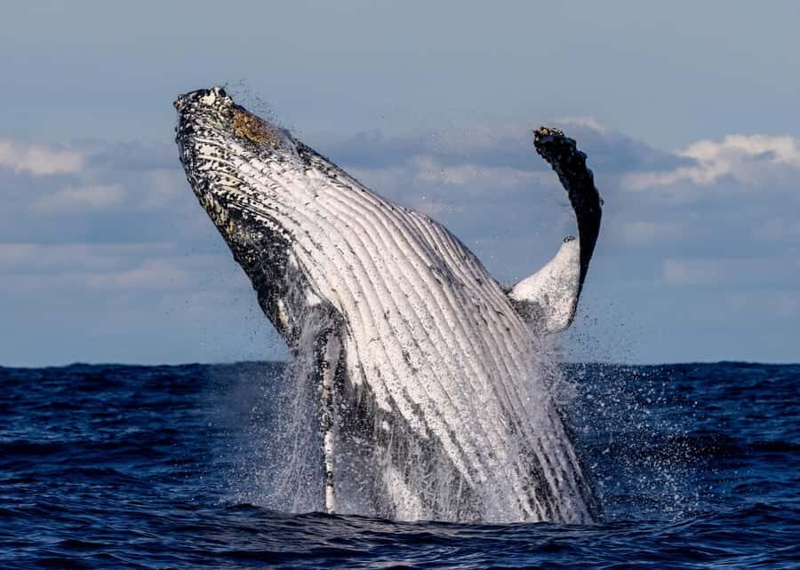 Sydney: Scenic Whale Watching Cruise - Whales Guaranteed - Key highlights worth aiming for