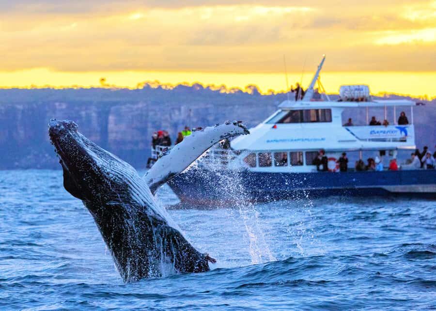 Sydney: Scenic Whale Watching Cruise - Whales Guaranteed - 3 hours on Sydney Harbour: the ride you’ll remember