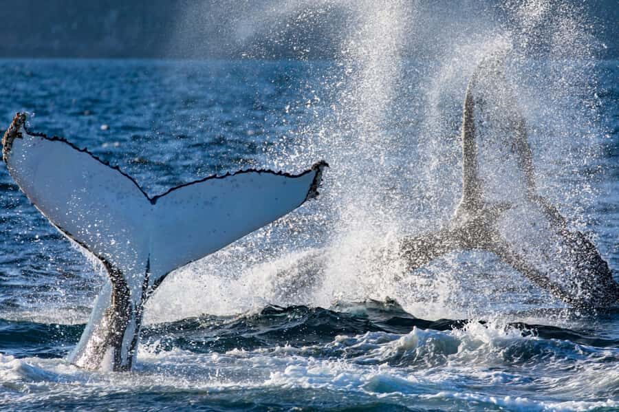 Sydney: Scenic Whale Watching Cruise - Whales Guaranteed - The catamaran setup: comfort, sound, and photo help