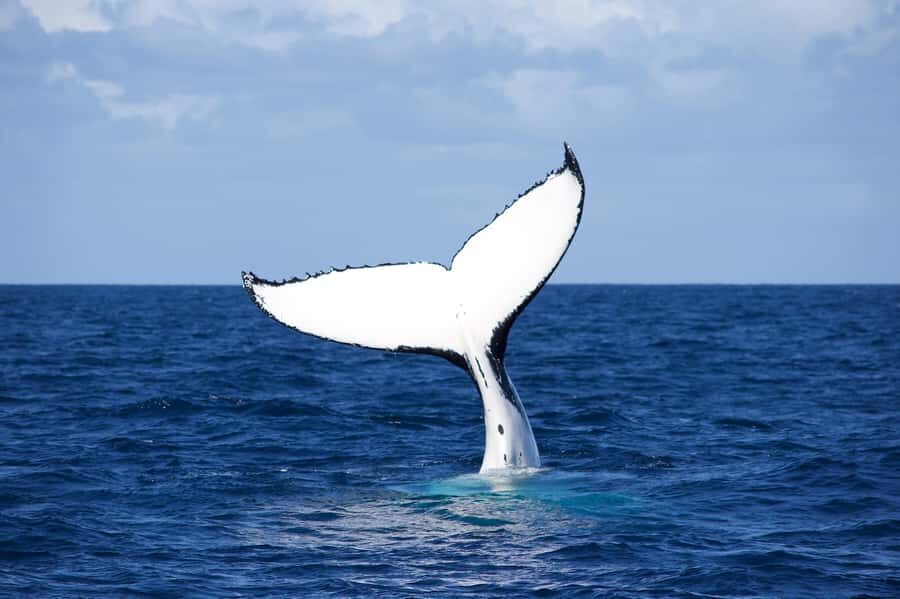 Sydney: Scenic Whale Watching Cruise - Whales Guaranteed - Price and value: why $45 can make sense