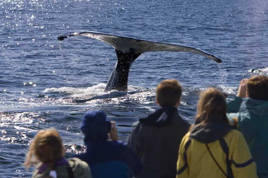 Sydney: Scenic Whale Watching Cruise - Whales Guaranteed - Who should book this cruise (and who should think twice)