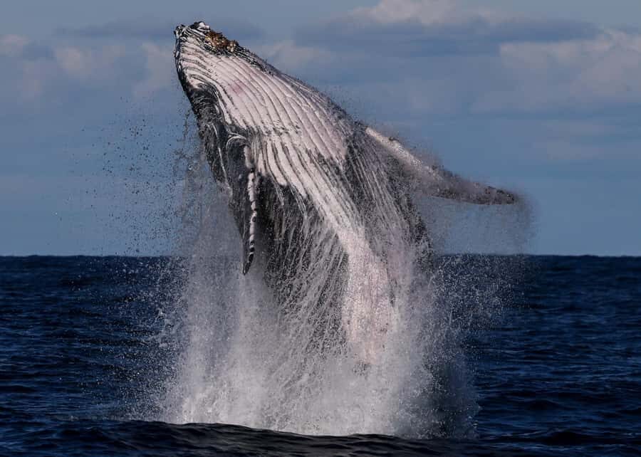 Sydney: Scenic Whale Watching Cruise - Whales Guaranteed - Where to board at Circular Quay and how the cruise starts