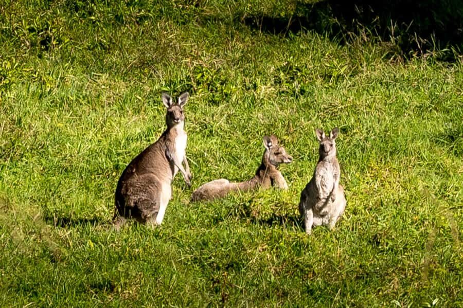 Sydney: Sea Cliff Bridge, Kiama Blowhole and Farmlands Tour - Jamberoo and Saddleback Mountain dairy country: seeing the green engine of Sydney
