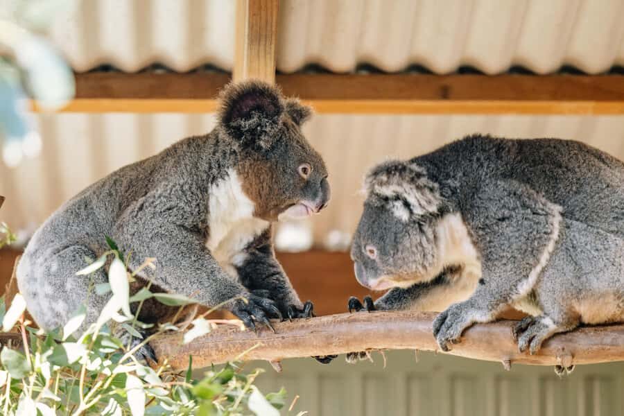 Sydney: Small Group Blue Mountains, Wildlife & Waterfalls - Featherdale Wildlife Park: the best way to start the Blue Mountains day