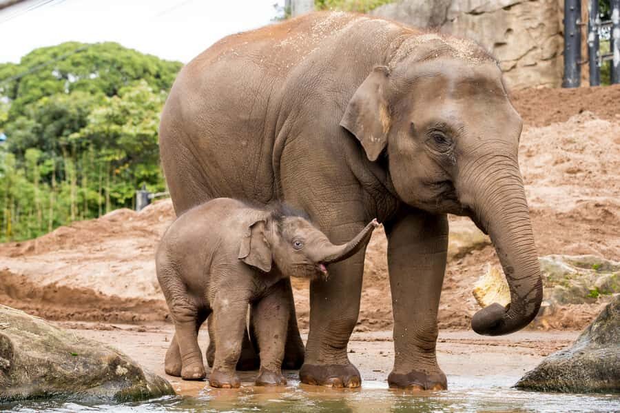 Sydney: Taronga Zoo Ticket with Return Ferry - Free Keeper Talks and Shows: How to Time Your Day