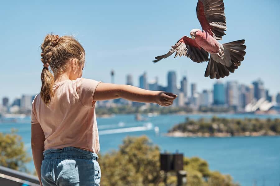 Sydney: Taronga Zoo Ticket with Return Ferry - Getting Around Taronga Efficiently (and Handling Ride Closures)