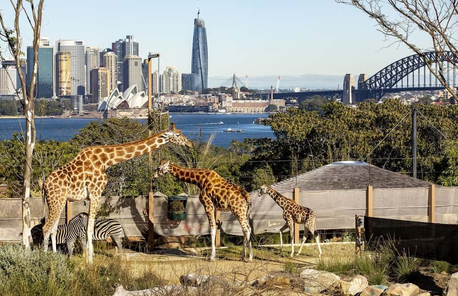 Sydney: Taronga Zoo Ticket with Return Ferry - Food, Comfort, and Photo Stops for a Full Day