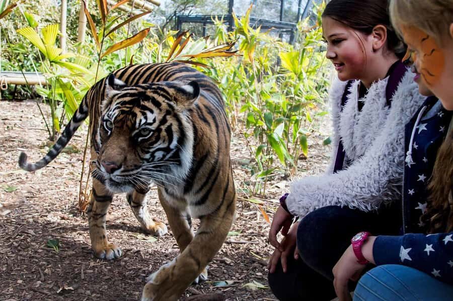 Sydney: Taronga Zoo Ticket with Return Ferry - Price and Value: What $55 Buys You