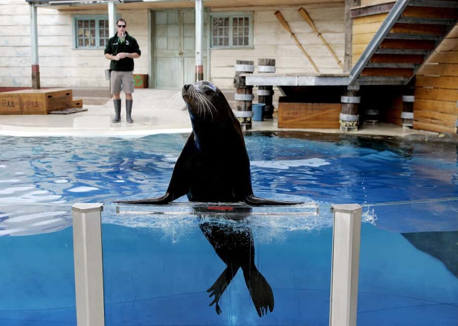 Sydney: Taronga Zoo Ticket with Return Ferry - Who This Taronga Zoo + Ferry Ticket Is Best For