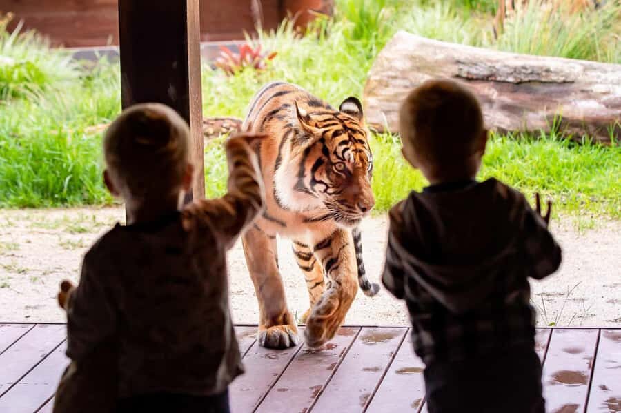 Sydney: Taronga Zoo Ticket with Return Ferry - Picking Up Your Fantasea Tickets at Wharf 6 or Pier 26