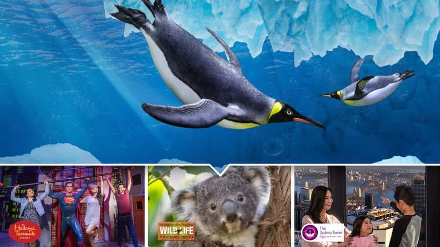 Sydney: Ultimate City Pass for 4 Attractions with Skywalk - 60 days to mix Skywalk with SEA LIFE, WILD LIFE, and Madame Tussauds