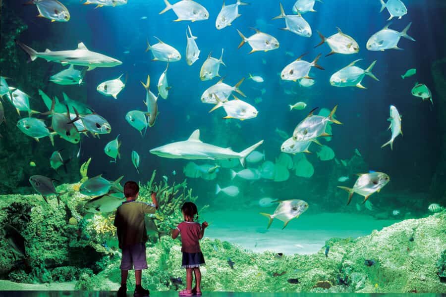 Sydney: Ultimate City Pass for 4 Attractions with Skywalk - Madame Tussauds Sydney: wax celebrities as a fun, photo-friendly break