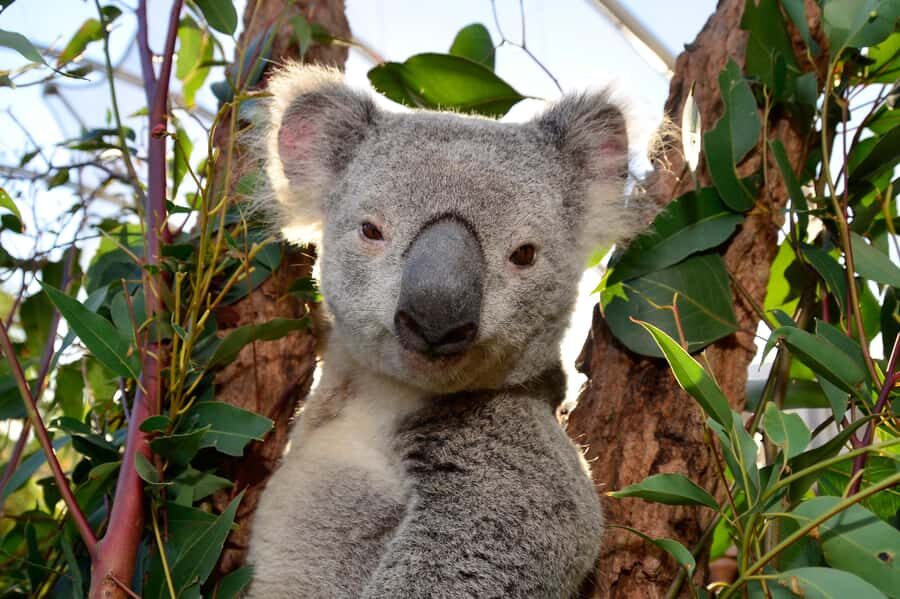 Sydney: Ultimate City Pass for 4 Attractions with Skywalk - Value math: why $91 can feel like a deal in Sydney