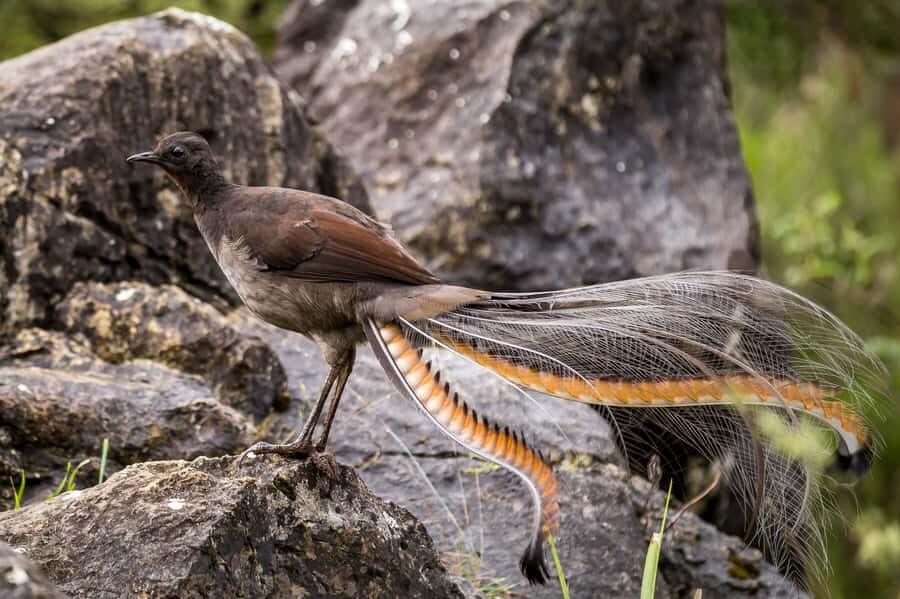 Sydney: Waterfall Bushwalk and Blue Mountain Sunset Day Trip - Wildlife spotting in real bushland (not a zoo vibe)