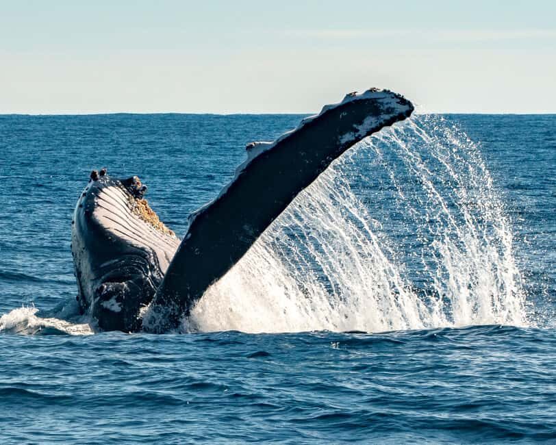 Sydney; Whale Watching - Getting on Board at King Street Wharf 6 (and Why Timing Matters)
