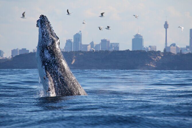 Sydney Whale Watching - 2.5hr Discovery Cruise - Key things I’d plan for