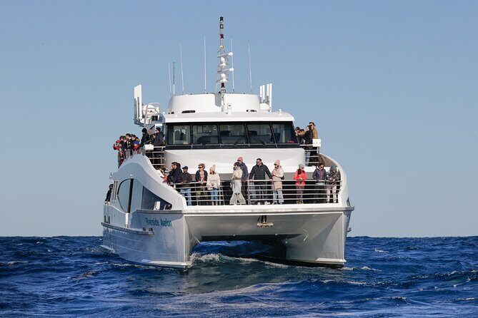 Sydney Whale Watching - 2.5hr Discovery Cruise - What you’ll actually watch for: humpbacks in real whale-watching rhythm