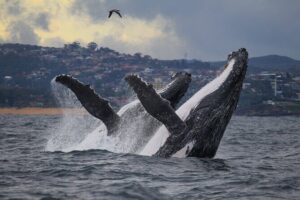 Sydney Whale Watching - 2.5hr Discovery Cruise - Onboard comfort: decks for photos, cabin for sanity