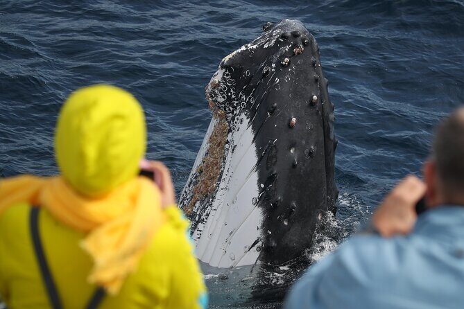 Sydney Whale Watching - 2.5hr Discovery Cruise - The route views: Opera House and Bridge without the full-tour bus day