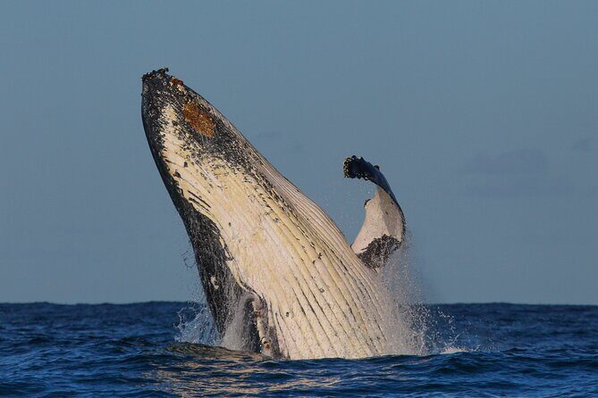 Sydney Whale Watching - 2.5hr Discovery Cruise - Tea, coffee, and the real cost of the extras