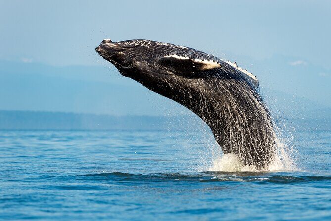 Sydney Whale Watching Adventure Cruise - How This 2h45 Catamaran Mixes Big Views With a Real Whale Hunt