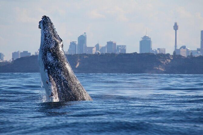 Sydney Whale Watching Adventure Cruise - The Opera House Pass: Photos, Framing, and Getting Your Bearings