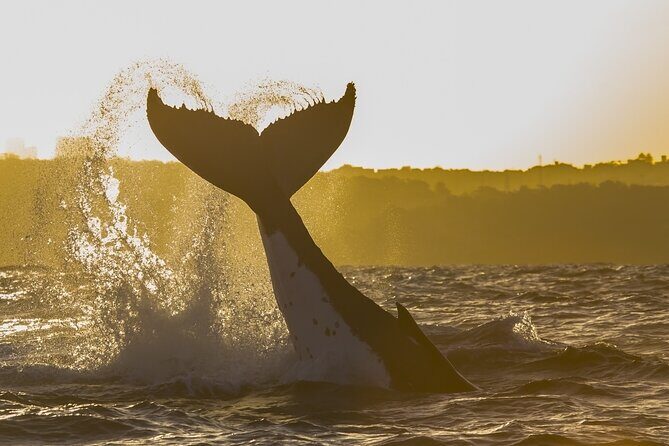 Sydney Whale Watching Adventure Cruise - Whale Watching: What You Can Expect When Whales Are Farther Than You Want