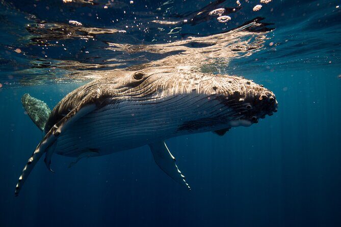 Sydney Whale Watching Adventure Cruise - Onboard Comfort: Catamaran Seating, Restroom, and Snack Planning