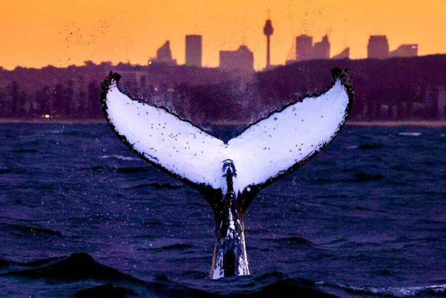 Sydney: Whale Watching Adventure Cruise - Whales Guaranteed! - Quick highlights before you sail