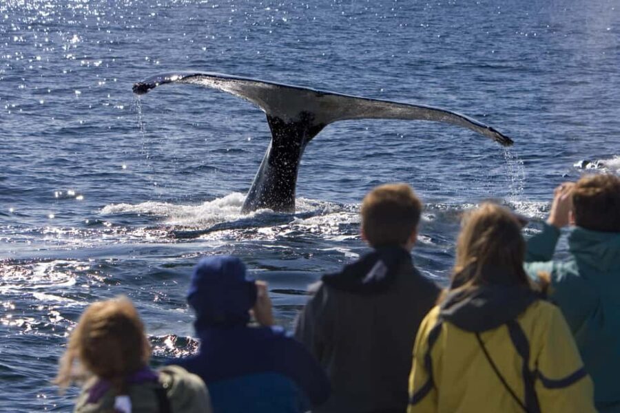 Sydney: Whale Watching Adventure Cruise - Whales Guaranteed! - Whale sightings guaranteed: what that promise actually does for you