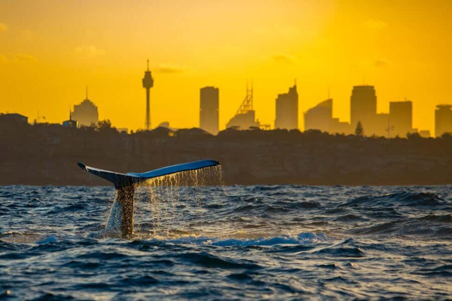 Sydney: Whale Watching Adventure Cruise - Whales Guaranteed! - What the crew does with the commentary (and why it improves your odds)