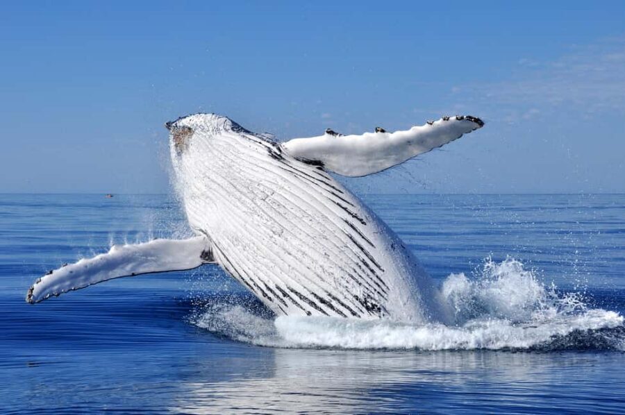 Sydney: Whale Watching Adventure Cruise - Whales Guaranteed! - Photos onboard: how to get souvenirs without losing sightings